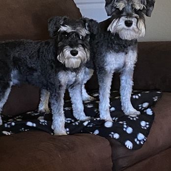Margo's Pet Spa - Pet Groomers Near Me - Surprise, Arizona Margo's Pet Spa - Pet Groomers Near Me - Surprise, Arizona