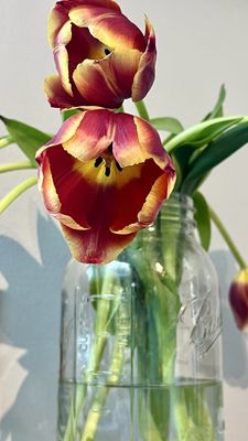Flower Outlet & Gifts by null