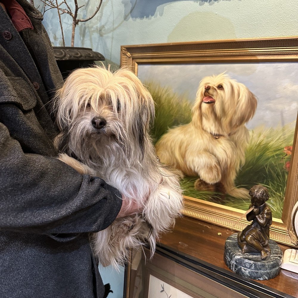 shih tzu