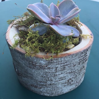 Big Bear Cafe & Espresso Bar - Succulent on outdoor table. - Cafes Near Me - Dedham, Massachusetts Big Bear Cafe & Espresso Bar - Succulent on outdoor table. - Cafes Near Me - Dedham, Massachusetts