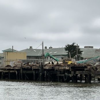 Monterey Bay Eco Tours - Sea lions on the wharf - Boat Tours Near Me - Moss Landing, California Monterey Bay Eco Tours - Sea lions on the wharf - Boat Tours Near Me - Moss Landing, California