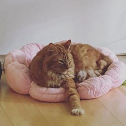 Cats Cats