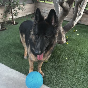 The Village Pup - Pet Boarding Near Me - La Quinta, California The Village Pup - Pet Boarding Near Me - La Quinta, California