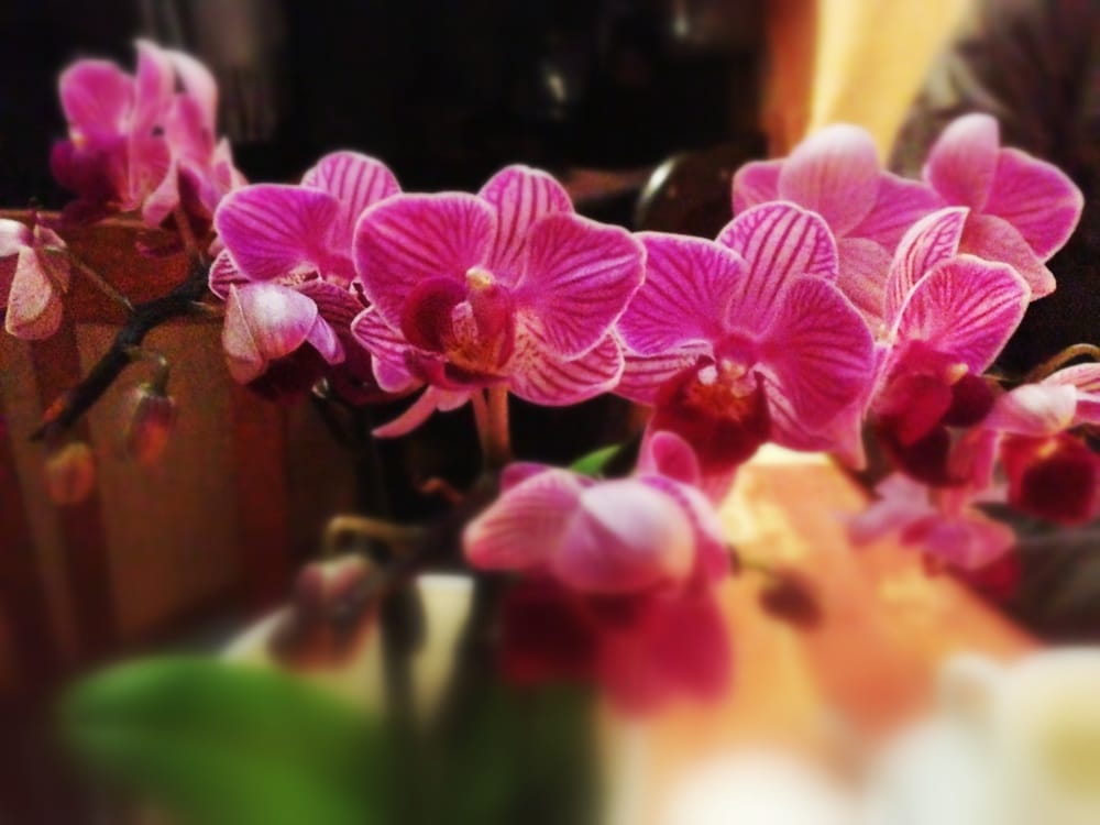 Hoa Quynh