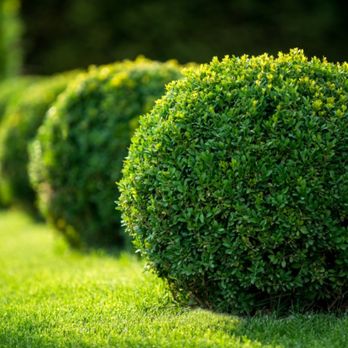 Nichols Tree and Lawn Care Services - Tree Services Near Me - Hartman, Arkansas Nichols Tree and Lawn Care Services - Tree Services Near Me - Hartman, Arkansas