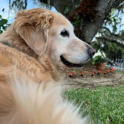 Broadway Pet Grooming Spa - Lilly. Golden retriever.