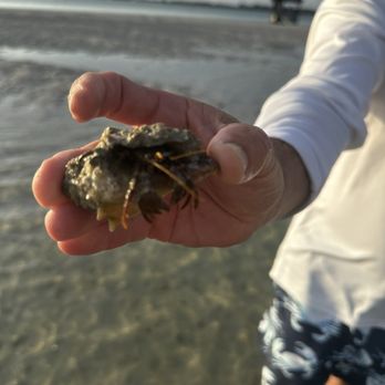Shore Thing Tiki Cruises - Jew fish island had so many cool crabs - Boat Charters Near Me - Bradenton Beach, Florida Shore Thing Tiki Cruises - Jew fish island had so many cool crabs - Boat Charters Near Me - Bradenton Beach, Florida