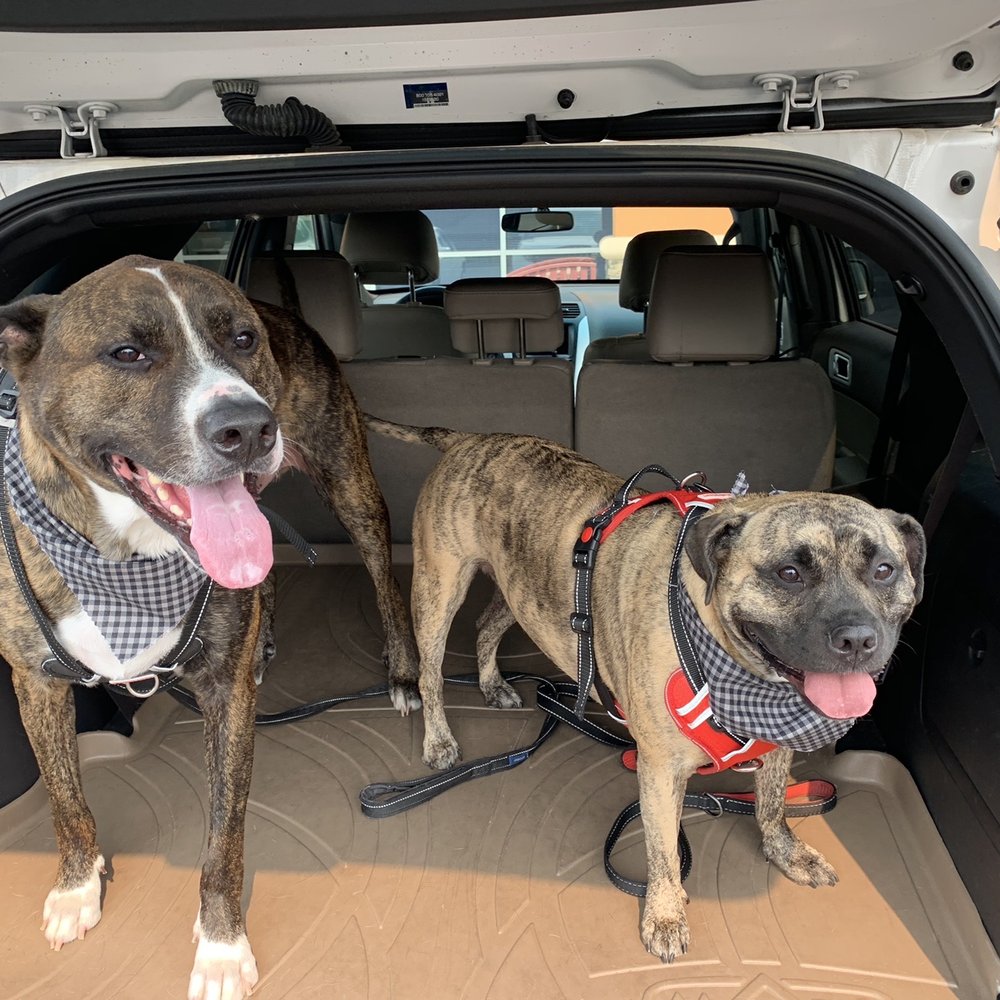 Diamonds in the Ruff - Happy clients post pampering. - Pet Groomers Near Me - Clovis, California Diamonds in the Ruff - Happy clients post pampering. - Pet Groomers Near Me - Clovis, California