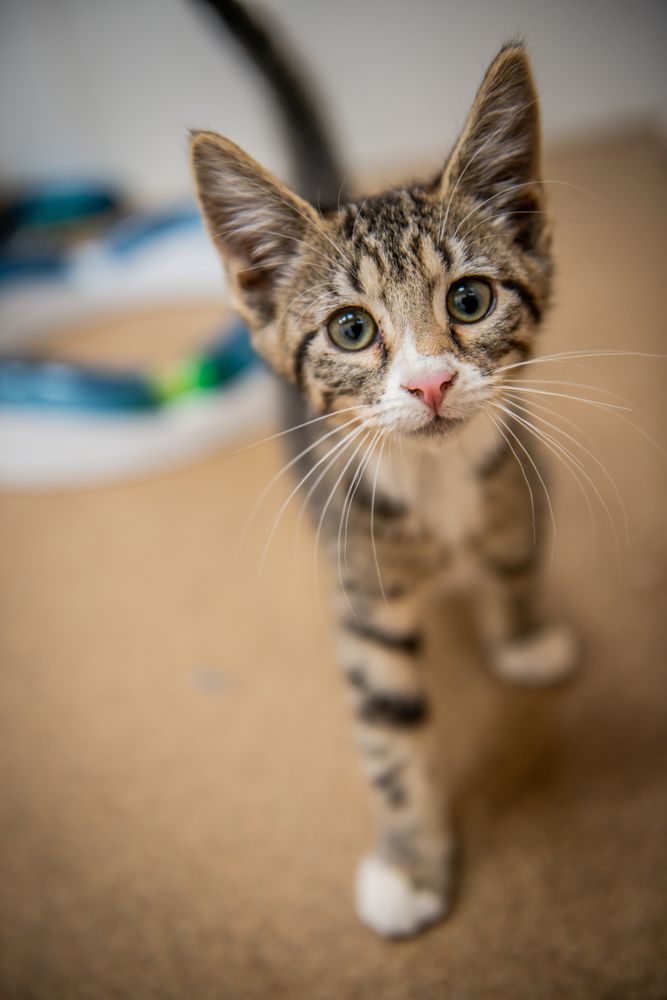 HUMANE LEAGUE OF LANCASTER COUNTY Updated September 2024 11 Reviews 2195 Lincoln Hwy E