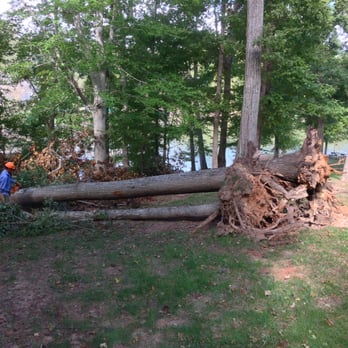 Tree Service San Clemente - Tree Service San Clemente Tree Removal - Tree Services Near Me - San Clemente, California Tree Service San Clemente - Tree Service San Clemente Tree Removal - Tree Services Near Me - San Clemente, California