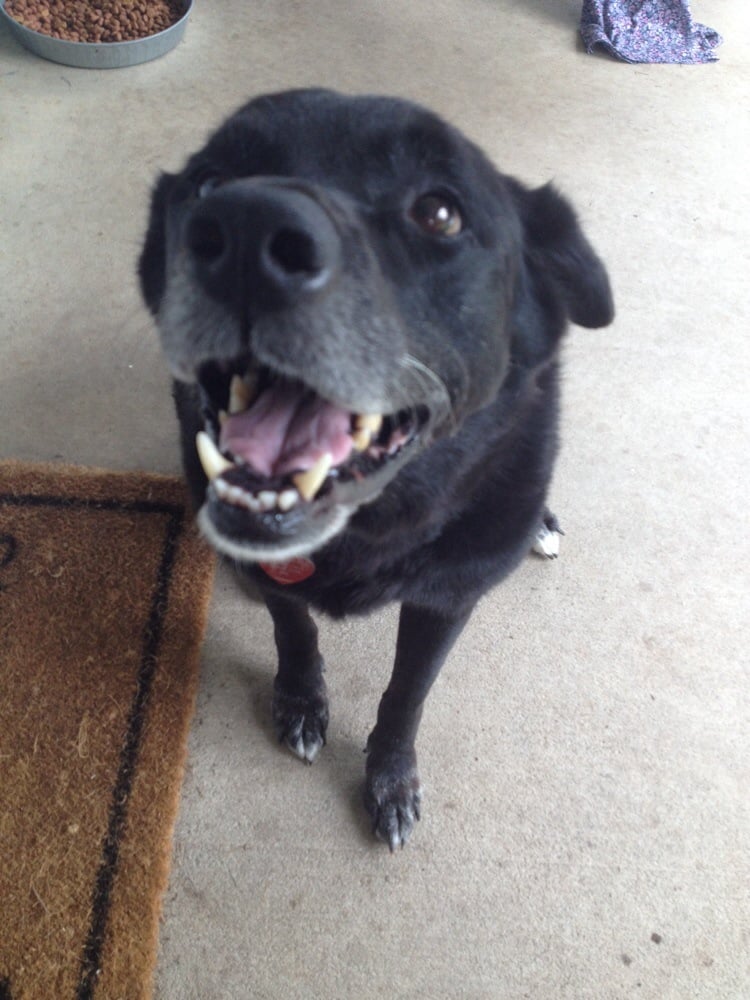 Lake City Animal Shelter & Adoption Center Image