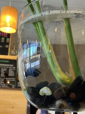 Fat Straw by null
