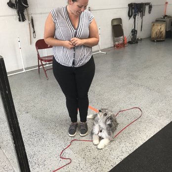 Pro-Canine Professional Dog Training - Great down stay - Pet Training Near Me - Foley, Alabama Pro-Canine Professional Dog Training - Great down stay - Pet Training Near Me - Foley, Alabama