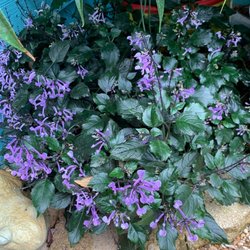 Landmark Nursery - Flowers