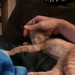 Forever Home Cat Rescue
