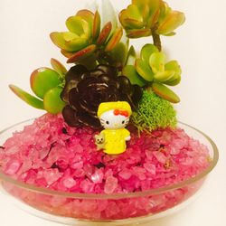 Easy Peasy Succulents