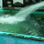 Photo of Duwell Fish