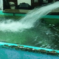 Duwell Fish - Poolside