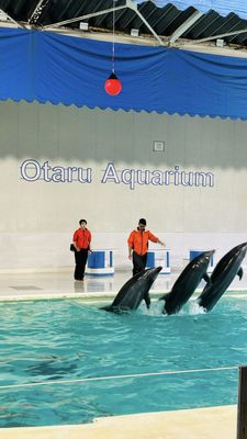 Otaru Aquarium by null