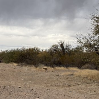 We-Ko-PA Golf Club - Our coyote friend! - Golf Near Me - Fort Mcdowell, Arizona