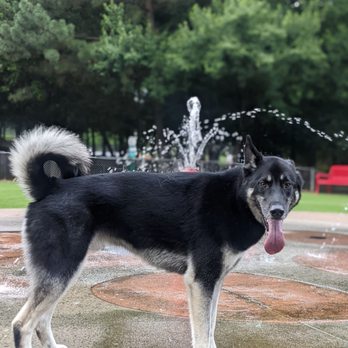 Newtown Dog Park - Fountain - Playgrounds Near Me - Johns Creek, Georgia Newtown Dog Park - Fountain - Playgrounds Near Me - Johns Creek, Georgia
