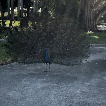 Crandon Park - Peacocks everywhere! - Parks Near Me - Key Biscayne, Florida