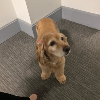 Unleashed Spa - Cashew looking super fresh after his groom by Ashley - Pet Groomers Near Me - New York, New York Unleashed Spa - Cashew looking super fresh after his groom by Ashley - Pet Groomers Near Me - New York, New York
