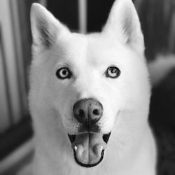 We Talk Pets! Animal Hospital - HEX 01/09/2012 - 12/25/2023