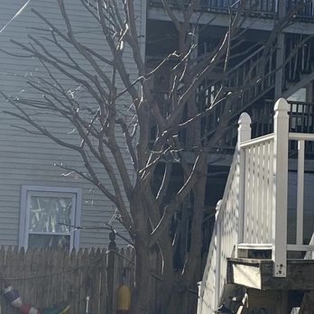 Velasquez Tree Services - Japanese maple - Tree Services Near Me - Waltham, Massachusetts Velasquez Tree Services - Japanese maple - Tree Services Near Me - Waltham, Massachusetts