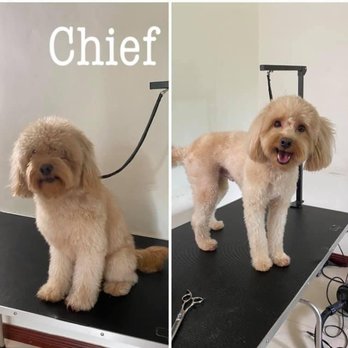 Sunny Skye’s Dog Grooming - Pet Groomers Near Me Sunny Skye’s Dog Grooming - Pet Groomers Near Me