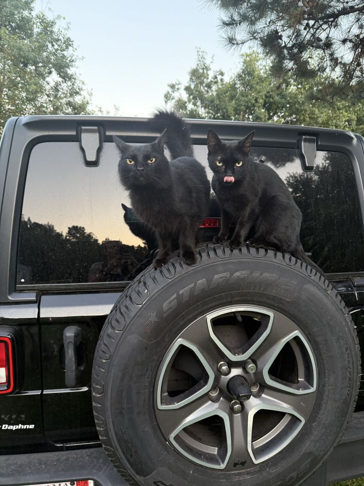 Baldwin Pet Sitters Image