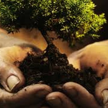 A Action Tree Service - Tree Services Near Me - Floral City, Florida A Action Tree Service - Tree Services Near Me - Floral City, Florida