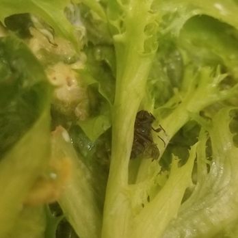 Panera Bread - OMG so gross a dead fly!! - Sandwiches Near Me - San Bernardino, California Panera Bread - OMG so gross a dead fly!! - Sandwiches Near Me - San Bernardino, California