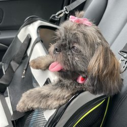The Puppy Experience