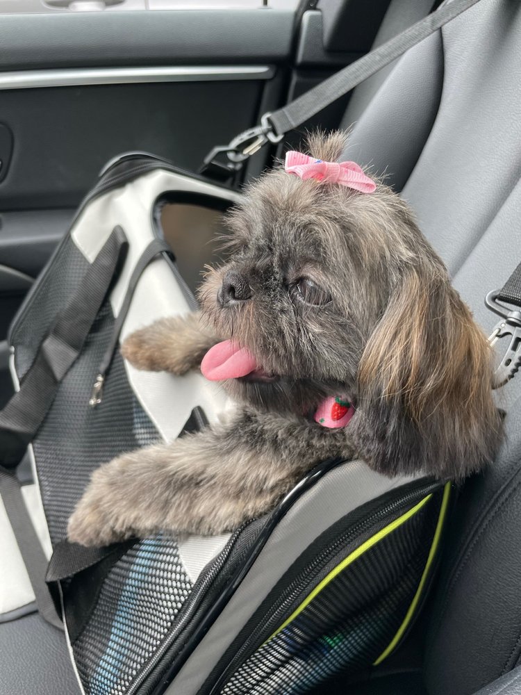 The Puppy Experience Image