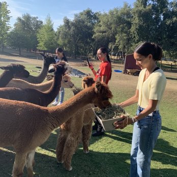 Loomis Alpacas - Alpacas - Attraction Farms Near Me - Loomis, California Loomis Alpacas - Alpacas - Attraction Farms Near Me - Loomis, California