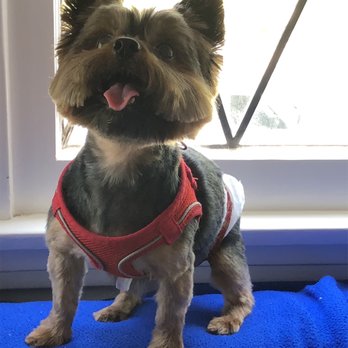 Rainbow Pet Spa Mobile Grooming - Wally is very happy - Pet Groomers Near Me - Los Angeles, California Rainbow Pet Spa Mobile Grooming - Wally is very happy - Pet Groomers Near Me - Los Angeles, California