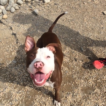 VIPuppy Spa - Pet Sitting Near Me - Summit, New Jersey VIPuppy Spa - Pet Sitting Near Me - Summit, New Jersey