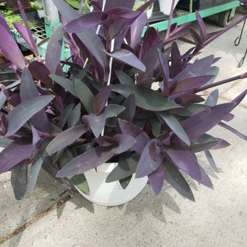 Mazzone Hardware - Beautiful, purchased this lovely indoor plant - Hardware Stores Near Me - Brooklyn, New York Mazzone Hardware - Beautiful, purchased this lovely indoor plant - Hardware Stores Near Me - Brooklyn, New York