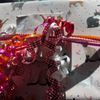 Learning Express Toys of College Station gift card
