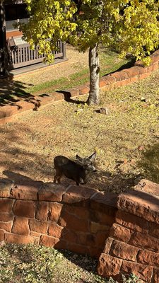 Zion National Park Lodge by null