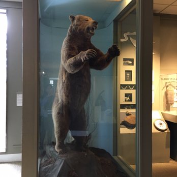 Morris Museum - Mammals - Museums Near Me - Morristown, New Jersey