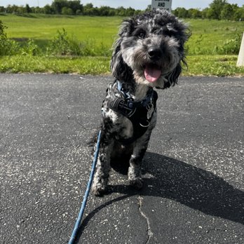 Paw Parents - Pet Boarding Near Me Paw Parents - Pet Boarding Near Me