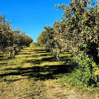 Ditmars Orchard & Vineyard - rows of fruit trees - Farms Near Me - Council Bluffs, Iowa
