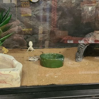 Petco - Bearded Dragon - Pet Stores Near Me - Porter Ranch, California Petco - Bearded Dragon - Pet Stores Near Me - Porter Ranch, California