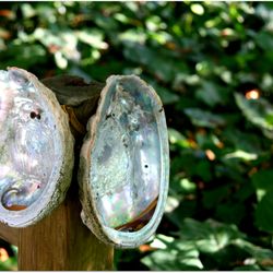 Lucky Mojo Curio - Abalone shells on the driveway fencing.