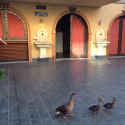 La Fammila Pizza - Resident ducks