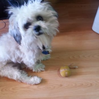 Paws in the Bath - This is Bosco prior to our visit - Pet Groomers Near Me - Toronto, Ontario