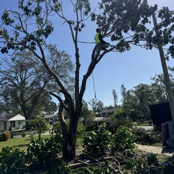 MBC Tree Service - Tree Services Near Me