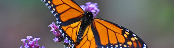 Mental Health Matters